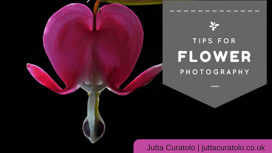 Tips For Flower Photography